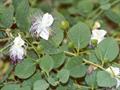کبر - معرفی و خواص گیاهان دارویی